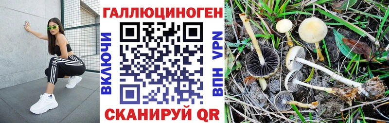 Галлюциногенные грибы Psilocybe  omg как войти  Трёхгорный 